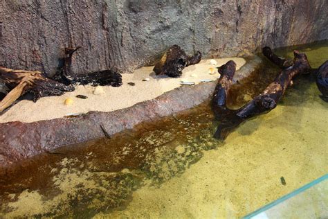 Mary River zone - Mudskipper habitat - ZooChat