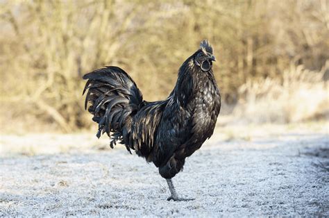 Ayam Cemani: Breed Information, Care Guide, Egg Color and More