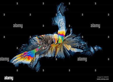 Tyrosine crystals. Polarized light micrograph of crystals of tyrosine ...