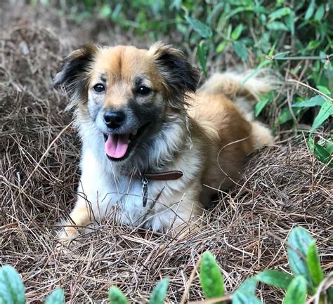 14 Adorable Shetland Sheepdog Mixes: Cuteness Overload!