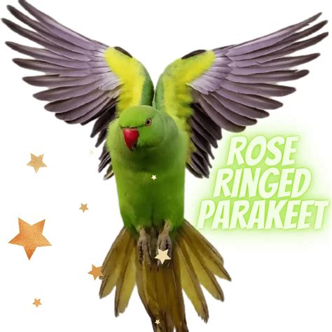 Rose ringed Parakeet - Ring-necked Parakeet Diet | Price | Lifespan