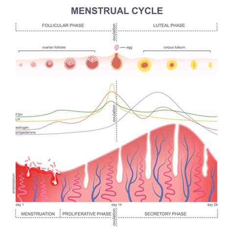 FAM Basics: What is the luteal phase of the menstrual cycle? - Natural ...