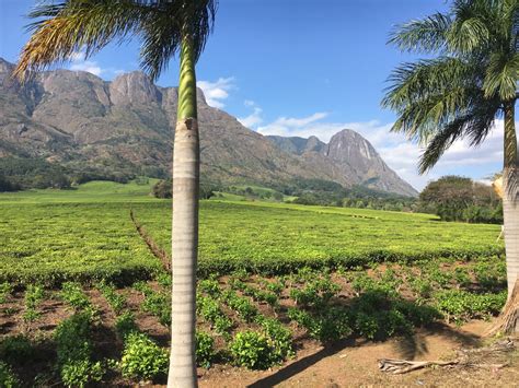 Tea plantation - Mulanje - Malawi | Aguaplano