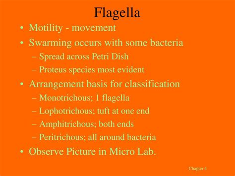 Structure of Bacteria. - ppt download