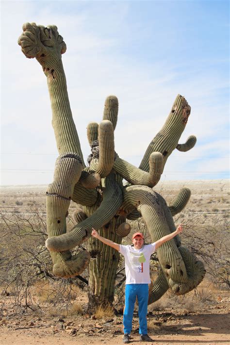 Great Old Crested Saguaro Cactus Arizona. in 2021 | Crested saguaro, Crested saguaro cactus ...