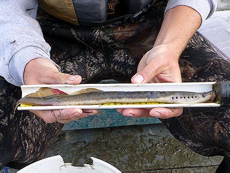 Arctic Lamprey Species Profile, Alaska Department of Fish and Game