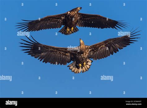 White-tailed eagle, Germany Stock Photo - Alamy