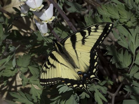 Eastern Tiger Swallowtail — wisconsinbutterflies.org