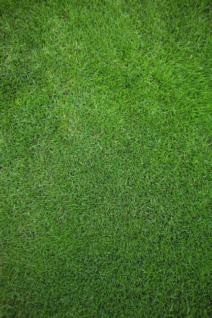 Free Photo | Green grass field background