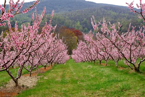 File:Peach orchard in bloom.jpg