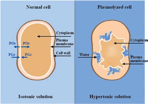 Explain plasmolysis in a plant cell. Draw a diagram showing stages in ...