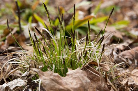 Pennsylvania Sedge (carex pensylvanica) – Tripple Brook Farm