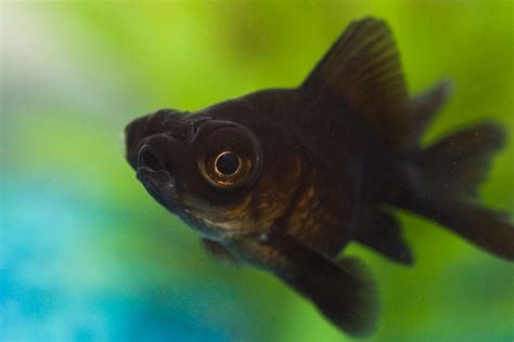 Black Moor Goldfish Care Guide: Breeding, Disease, Diet