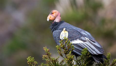 California condor | San Diego Zoo Wildlife Explorers