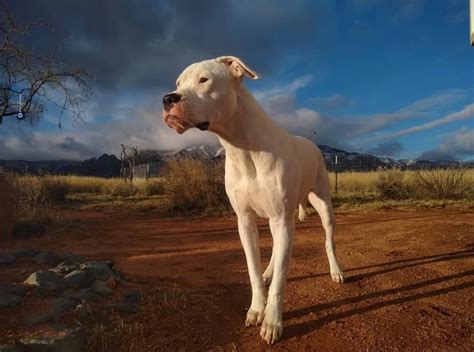 DC Dogos | Dogo Argentino Rescue & Rehabilitation