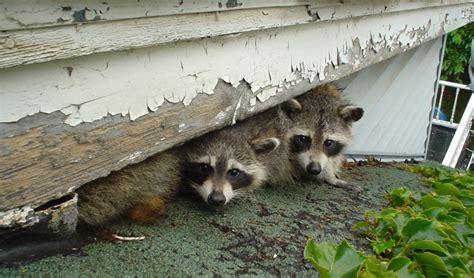 The Danger of Raccoon Droppings For Pets