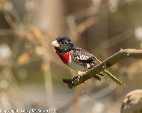 Photographing Rose Breasted Grosbeaks in Our Certified Wildlife Habitat | Welcome to ...