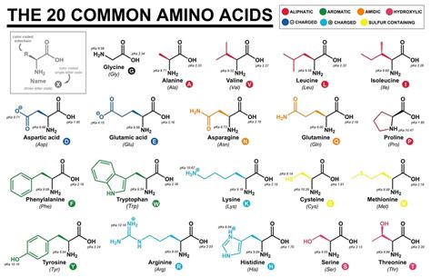 What Are The Two Rare Amino Acids? » ScienceABC