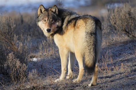 Reintroduction of Wolves to Yellowstone Led to Unexpected Ecological Response - Newsweek