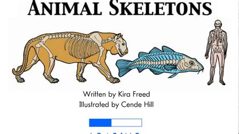 Animal Skeletons - YouTube