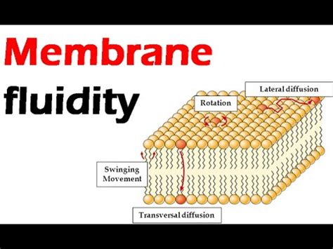 Membrane fluidity - YouTube