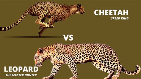 Difference between cheetah and leopard - Rightquotes4all.com