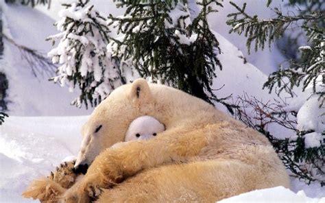 Animals In Snow Wallpapers - Wallpaper Cave