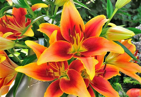 Plant lilies for a summer garden of fragrant blooms | The Daily Courier | Prescott, AZ