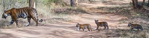 Bandippur National Park & Tiger Reserve Karnataka, South India