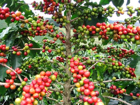 La planta del Café, Coffea arabica- Cafeto. | Plantas y Jardín