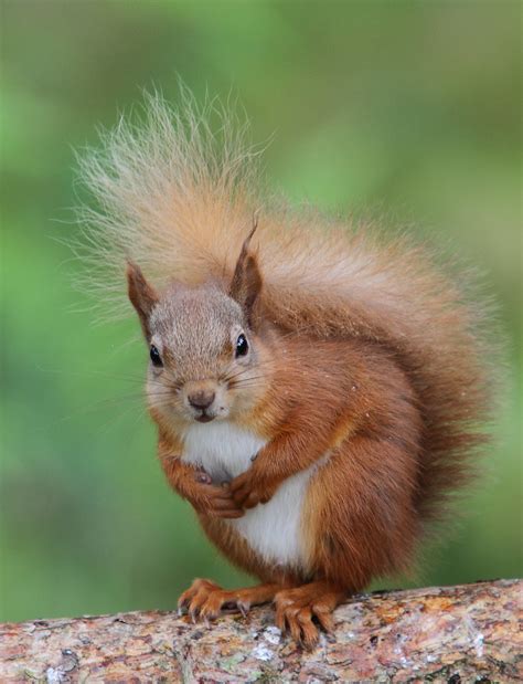 Red Squirrel Looking Cute (Sciurus vulgaris) - Explored 15… | Flickr