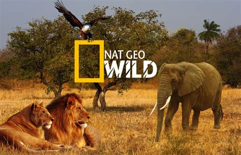 national geo wild natgeo wild - DriverLayer Search Engine