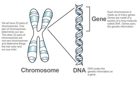 Chromosome DNA genes | Dna and genes, Biology worksheet, Teaching biology