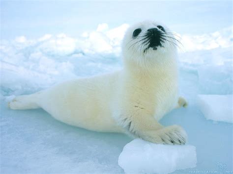 Seal Pup - Seals Wallpaper (40692285) - Fanpop