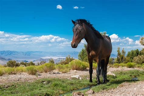 Wild Horses in Nevada: Population and Where to See Them - A-Z Animals