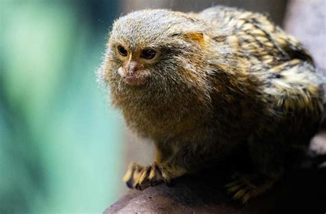 Pygmy Marmoset: Pet, Baby, Facts, Diet, Lifespan, Habitat - Primates Park