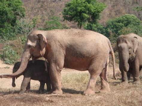 The Circus "NO SPIN ZONE": White Elephant? Thailand