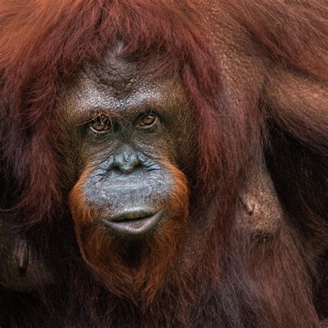 Orangutan - Communication Between Species Photograph by Mitch Spence - Pixels