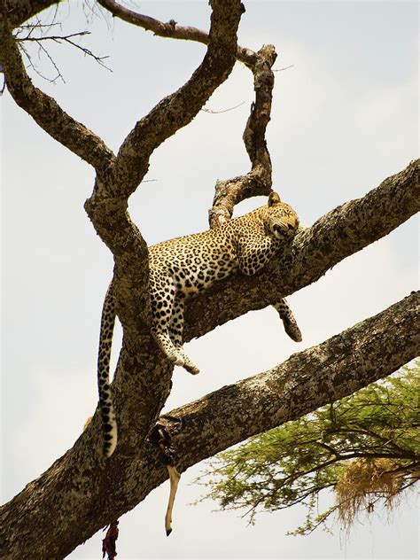 Leopard Sleeping In A Tree After Lunch by Elosoenpersona Photo