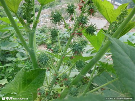 蓖麻摄影图__花草_生物世界_摄影图库_昵图网