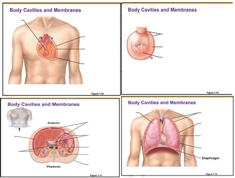 Serous Membrane