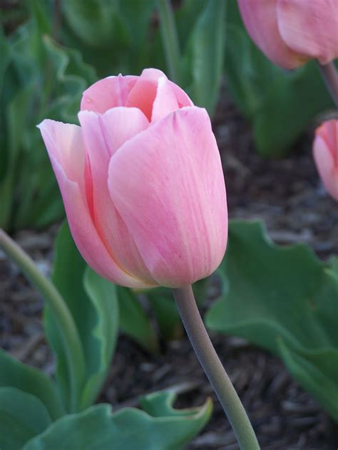 Via My Viewfinder: Pink Tulip