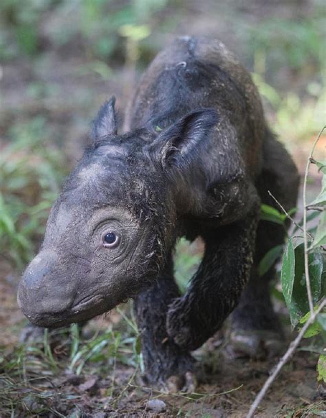 Endangered Sumatran rhino gives birth in Indonesia | Stories ...