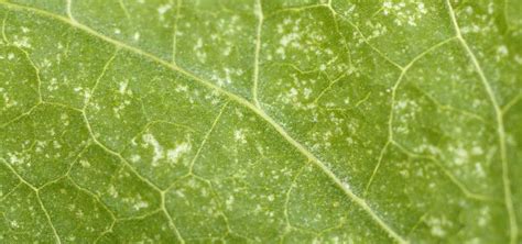 14+ picture of spider mites on plants - LeighaDior