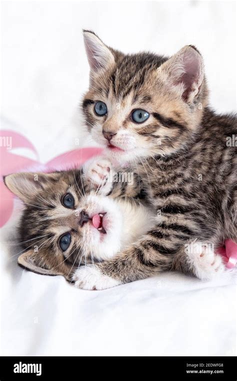 Two little striped playful kittens playing together on bed at home ...