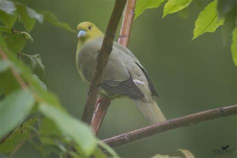 Green Pigeons | Pigeons & Doves (Columbidae) | Gallery | WildArt ...