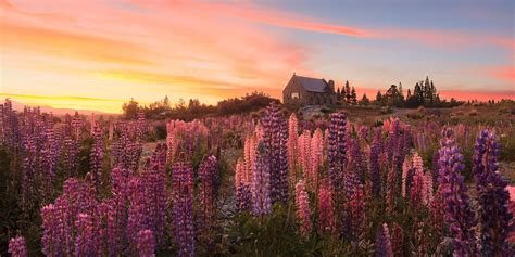 Lupins at Lake Tekapo, Canterbury - Chris Gin Photography