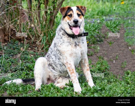 Australian Cattle Dog Golden Retriever Mix