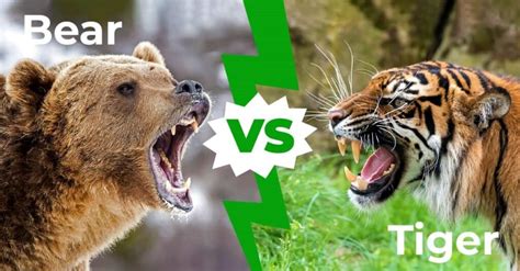 Bear vs. Tiger: Who Will Win in a Fight?