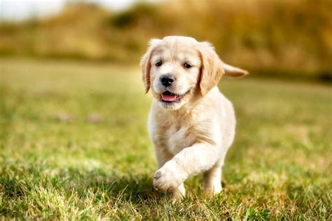 Golden Retriever Names: What to Name Your Golden Puppy